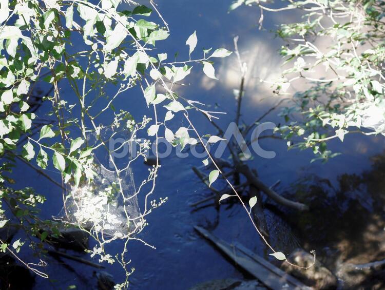 木漏れ日 木漏れ日,池,水の写真素材