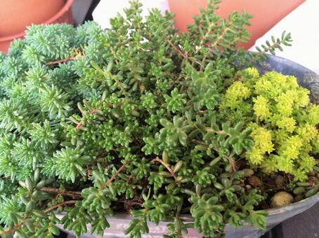 多肉植物の写真