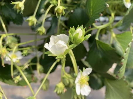 いちごの花と蕾と落ちた花 いちごの花と蕾と落ちた花 いちご,いちごの花,蕾の写真素材