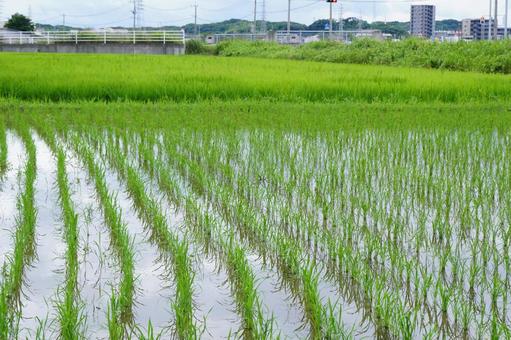 水田風景 水田風景の写真