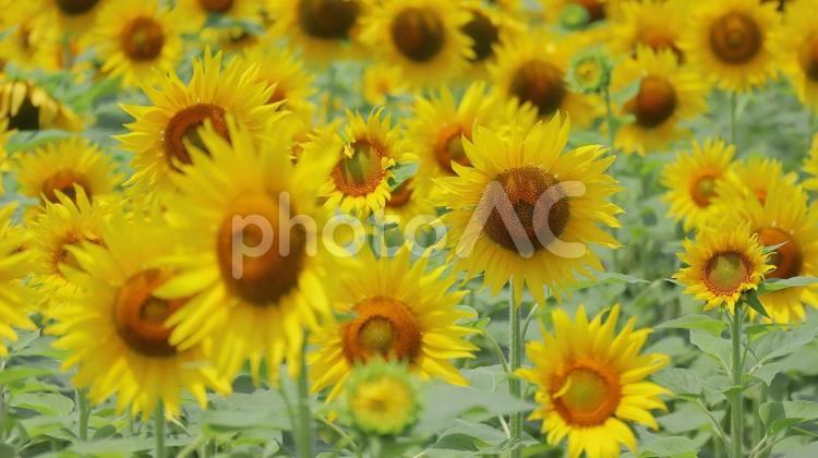 ひまわり畑の満開の元気な向日葵の花 ひまわり,夏,花の写真素材