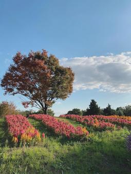 自然の風景 自然の風景の写真