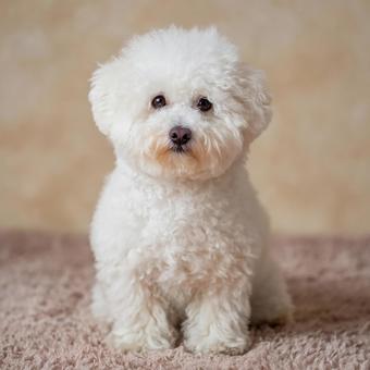 真っ白な毛並みの犬 真っ白な毛並みの犬の写真