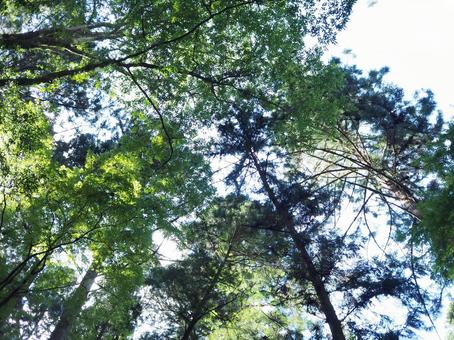 木々の勇ましさ 自然,木,森の写真素材