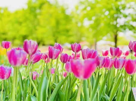 ピンクのチューリップ ピンクのチューリップの写真