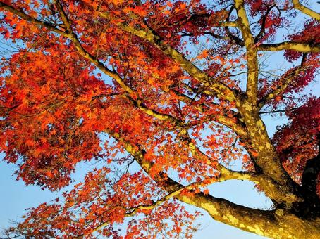 Illumination of autumn leaves at night, JPG