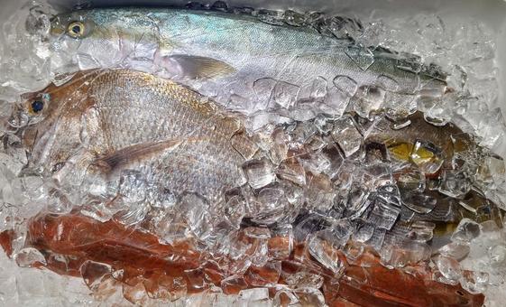 鮮魚 鮮魚 魚,魚屋,海鮮の写真素材