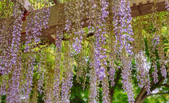 藤の咲く丘　藤棚の藤2ー5 藤棚,藤の花,花の写真素材