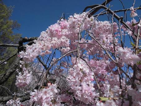青空をバックに咲くしだれ桜 青空をバックに咲くしだれ桜 桜,花,しだれ桜の写真素材