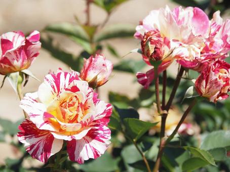 薔薇 薔薇,ローズ,春の写真素材