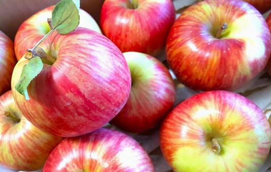 葉とらずリンゴ 20 09 りんご,葉とらずりんご,果物の写真素材