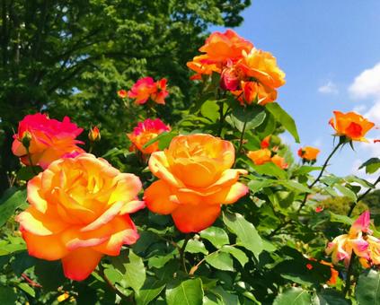 バラ バラの写真