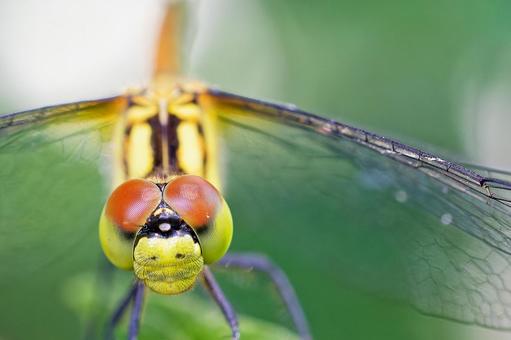 Female Madagascar butterfly, close-up, JPG