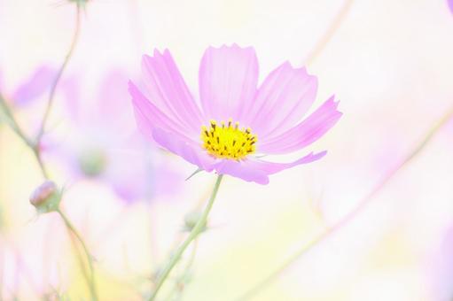 秋桜 コスモス,秋桜,植物の写真素材