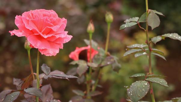 雨上がりの秋バラに恋して 薔薇,バラ,ピンクの写真素材
