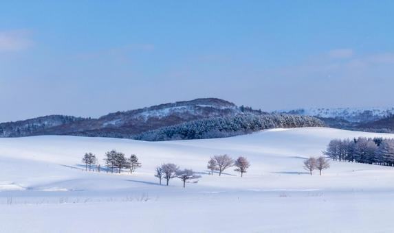 雪に覆われた冬の牧場と樹々 雪に覆われた冬の牧場と樹々の写真