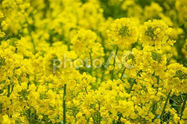 満開の菜の花畑の背景素材 春,菜の花,アブラナの写真素材