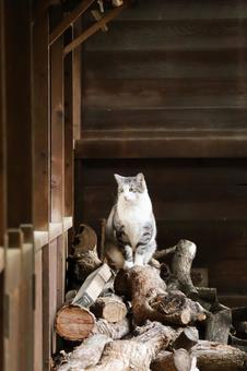 遠くを見る猫 遠くを見る猫の写真