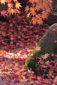 コケの石と落葉 コケの石と落葉 紅葉,モミジ,落葉の写真素材