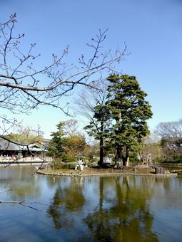 鶴岡八幡宮・源氏池で石灯籠のある小島 池,水,水辺の写真素材