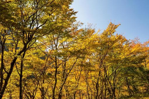 二口渓谷の紅葉⑻の写真
