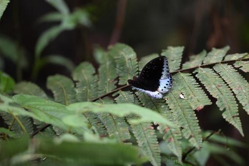サトオオイナズマ サトオオイナズマ,昆虫,蝶の写真素材