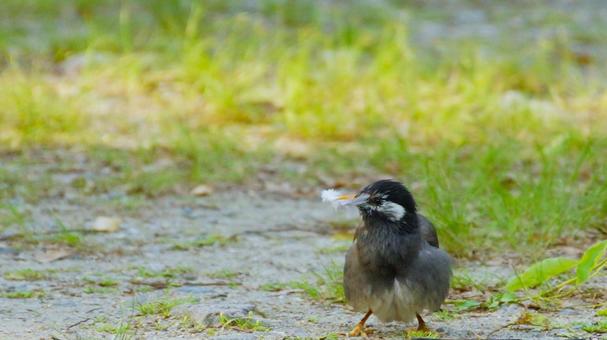 Starling holding a feather, JPG Starling holding a feather, JPG