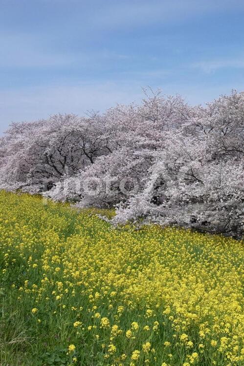 桜と菜の花と空 桜,菜の花,空の写真素材