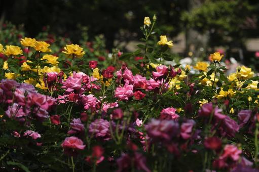 バラの花 バラ,薔薇,花の写真素材