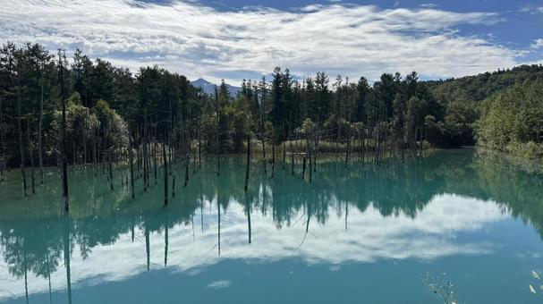 白金青い池 白金青い池,青い池,美瑛の写真素材