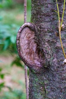 Photo, কাঠ, শুষ্ক, স্বাভাবিকভাবে, 