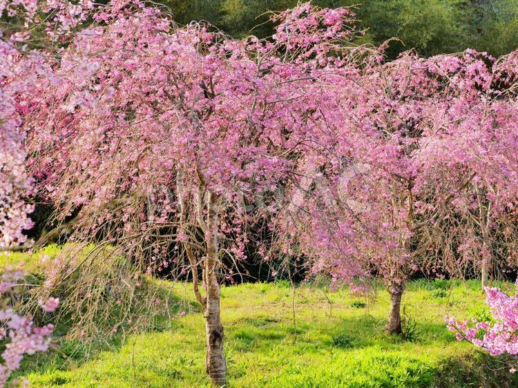 枝垂れ桜　綺麗 枝垂れ桜,綺麗,桜の写真素材