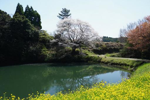 佐賀 武雄 ジラカンス桜 遠景2 佐賀 武雄 ジラカンス桜 遠景2 ジラカンス桜,桜,山桜の写真素材