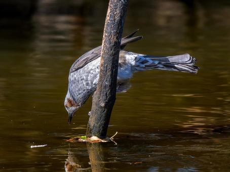 水辺のヒヨドリ 水辺のヒヨドリの写真