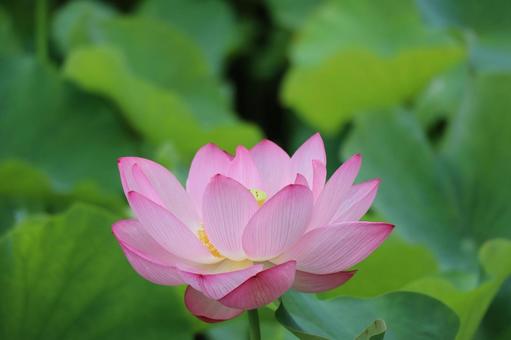 ピンク色の花びらの蓮の花のアップ ピンク色の花びらの蓮の花のアップの写真