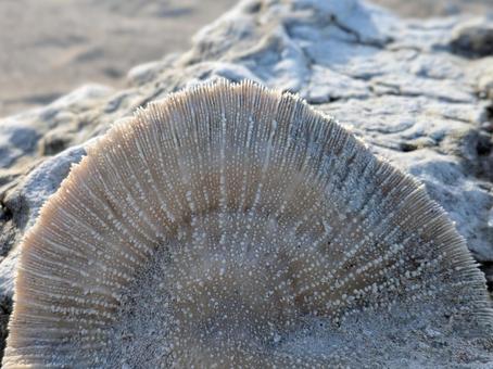珊瑚 海 珊瑚 海 の写真