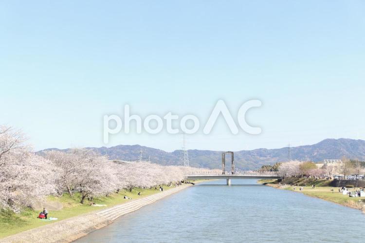 たぶせ川と桜並木 桜,サクラ,さくらの写真素材
