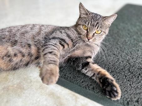 猫パンチするノラ猫 ノラ猫,サバトラ猫,室内の写真素材