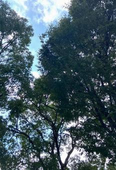 大きな木4の写真