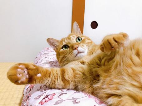 茶トラ猫 茶トラ猫の写真
