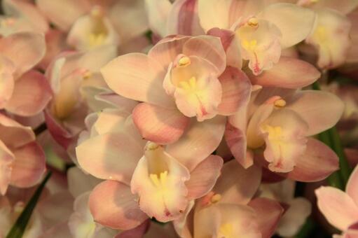 シンビジウム・ラン　マクロ 美しい,鮮やか,冬の写真素材