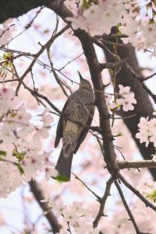 Cherry blossoms and brown-eared bulbul, JPG Cherry blossoms and brown-eared bulbul, JPG