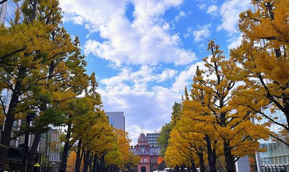 札幌市北3条広場 (アカプラ)の銀杏並木 秋,いちょう,イチョウ並木の写真素材