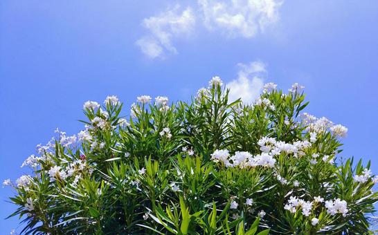 キョウチクトウの白い花と青空 キョウチクトウの白い花と青空 キョウチクトウ,夏,花の写真素材