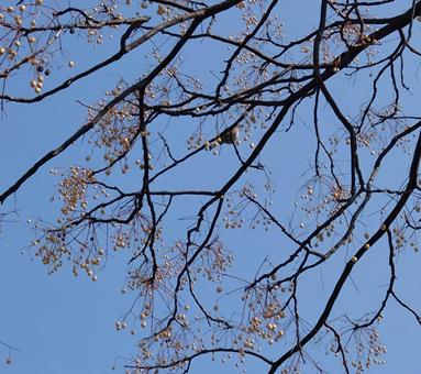沢山の木の実と鳥1 沢山の木の実と鳥1 木の実,木,植物の写真素材