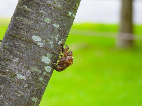 木の幹に残されたセミの抜け殻 セミ,昆虫,抜け殻の写真素材