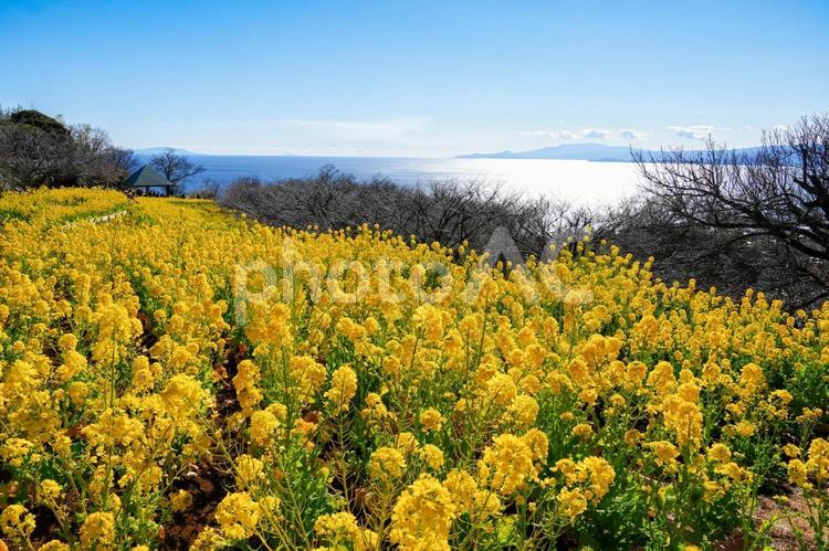 菜の花と相模湾（吾妻山公園） 春,神奈川県,花の写真素材