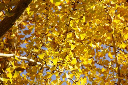 黄葉したイチョウの葉 イチョウ,木,ギンナンの写真素材