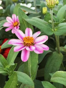 花壇の花 花壇の花の写真