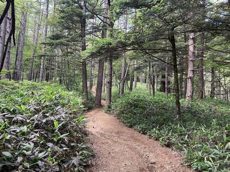 入笠山の登山風景(入笠山頂~首切清水) 入笠山の登山風景(入笠山頂~首切清水)の写真
